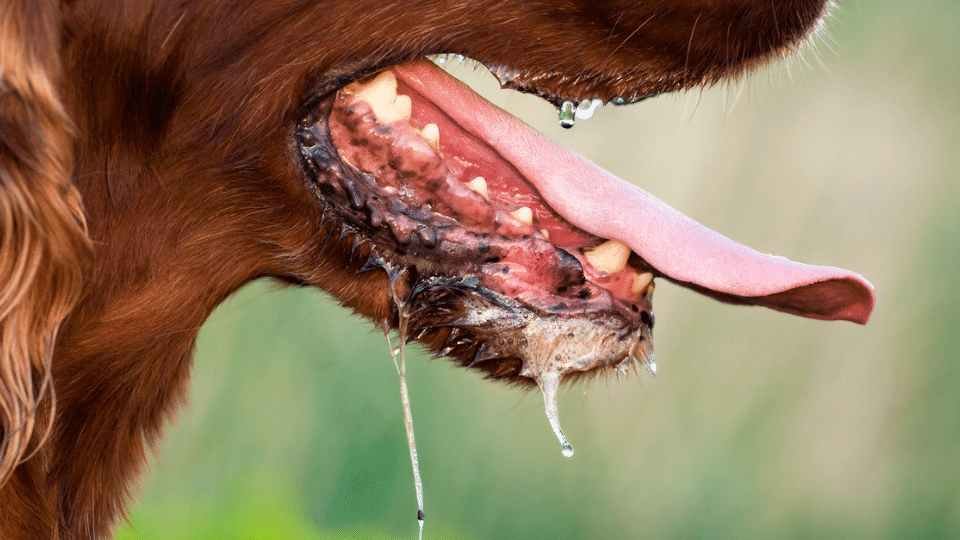 Rabies outbreak blamed for rising dog deaths in Mabale