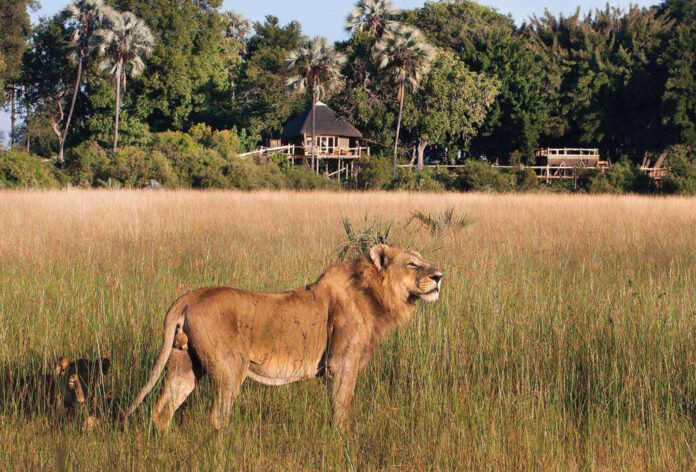 Oxford professor backs Botswana’s trophy hunting policy
