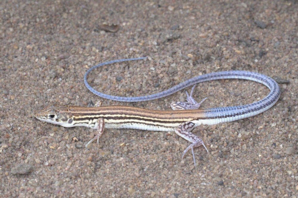 After 53 years without sightings, elusive lizard found alive