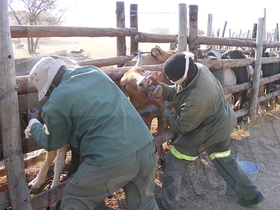 Government moves to mitigate FMD risk