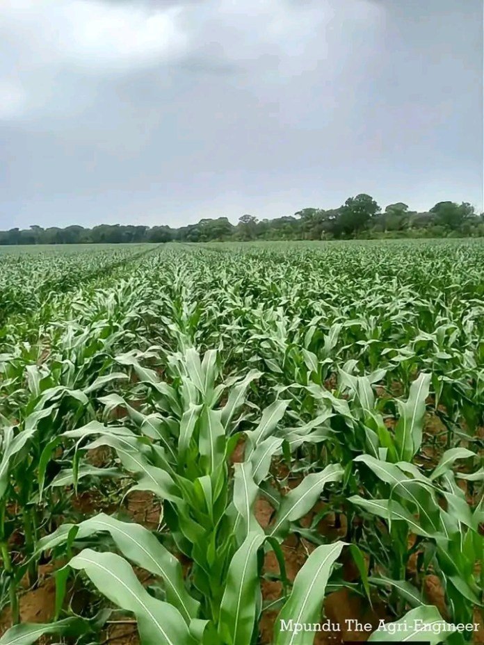 EMMANUEL MWAMBA’S COMPARISON OF MAIZE PRODUCTION BETWEEN SOUTHERN AND NORTHERN PROVINCES LACED WITH LIES: AS USUAL!