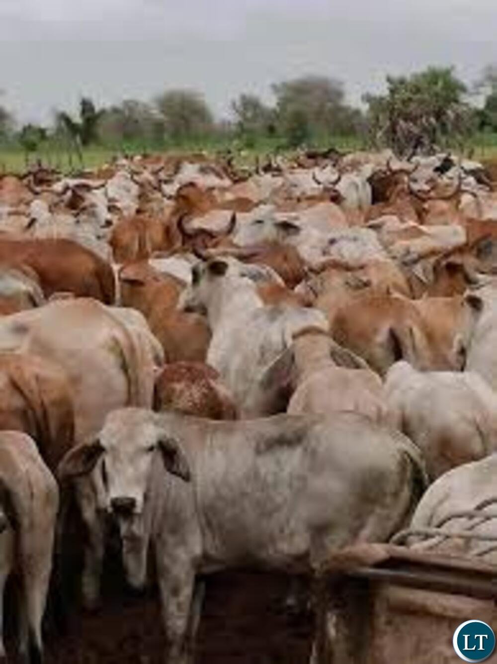 18 Kabwe Cattle Herders Face Court Over...