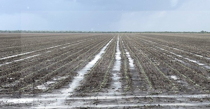 Hope remains for Pandamatenga farmers