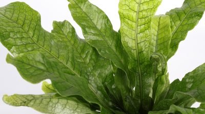 Take home décor to another level