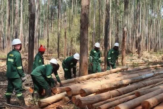 Kangwa laments processing of raw materials outside source, urges ZAFFICO to establish processing plants in Luapula