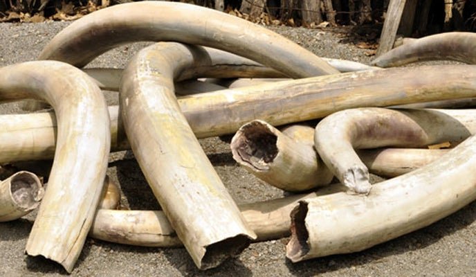 Chinese ivory syndicates worsen Zimbabwe’s illicit financial flows