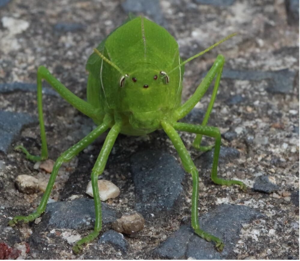 Endangered grasshopper rediscovered in KZN after 45 years