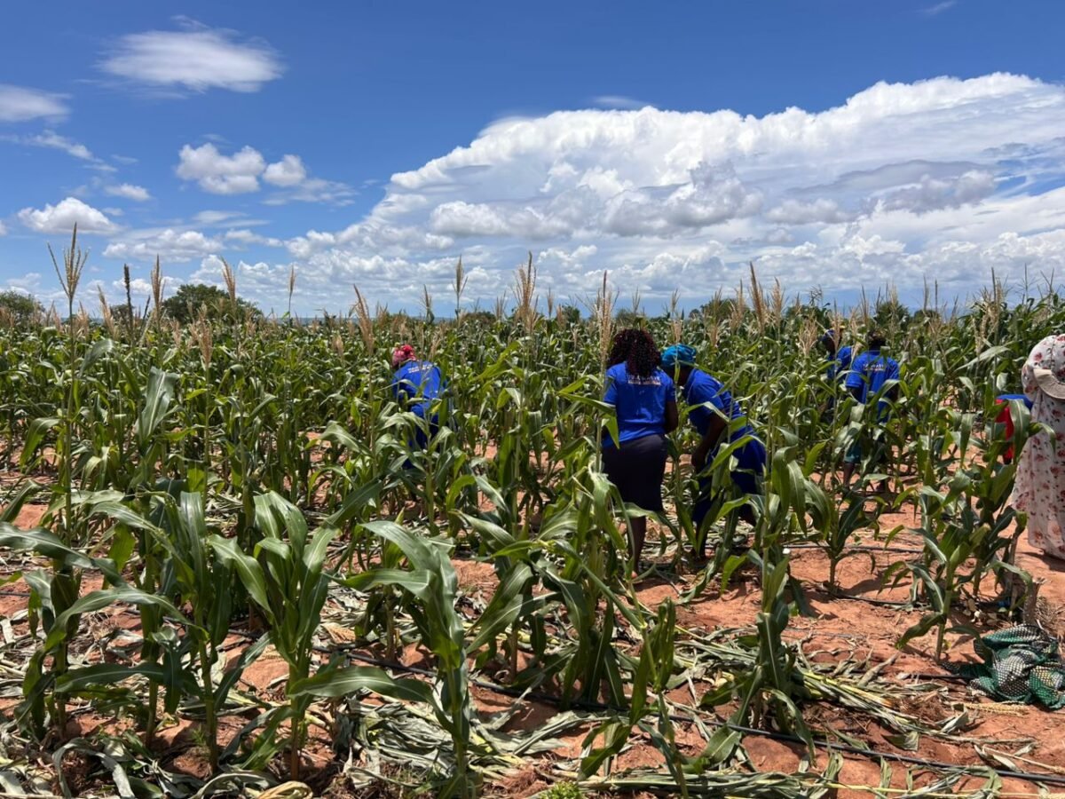 Irrigation scheme brings year-round farming to drought-hit Binga