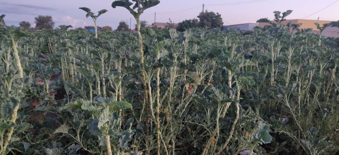 Bulawayo community gardens struggling to survive