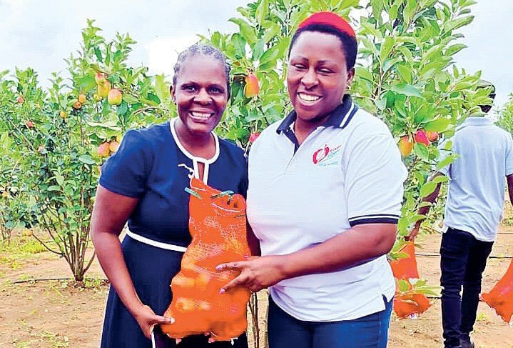 Farm ventures into large-scale apple production