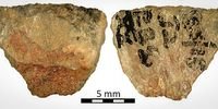 ANCIENT KNOW-HOWKZN team finds ‘oldest evidence’ of arrow poison use by humans on 60,000-year-old arrowheadsByShaun Smillie