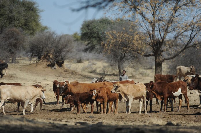 Beef industry faces dual pressures from disease and market shifts