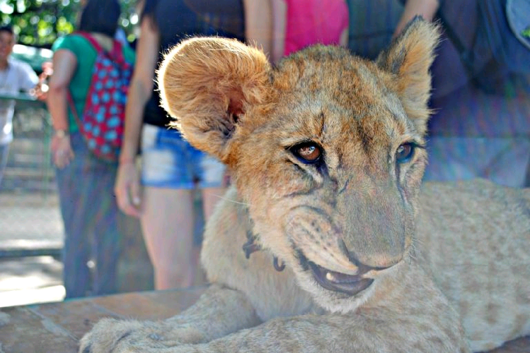 Tratador de zoológico é devorado vivo ao se filmar com leões soltos