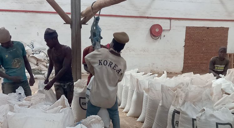 Maize prices continue to stabilise—Ifpri