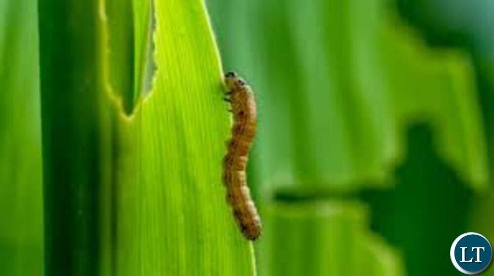 15,800 Copperbelt Farmers Hit by Fall Armyworm