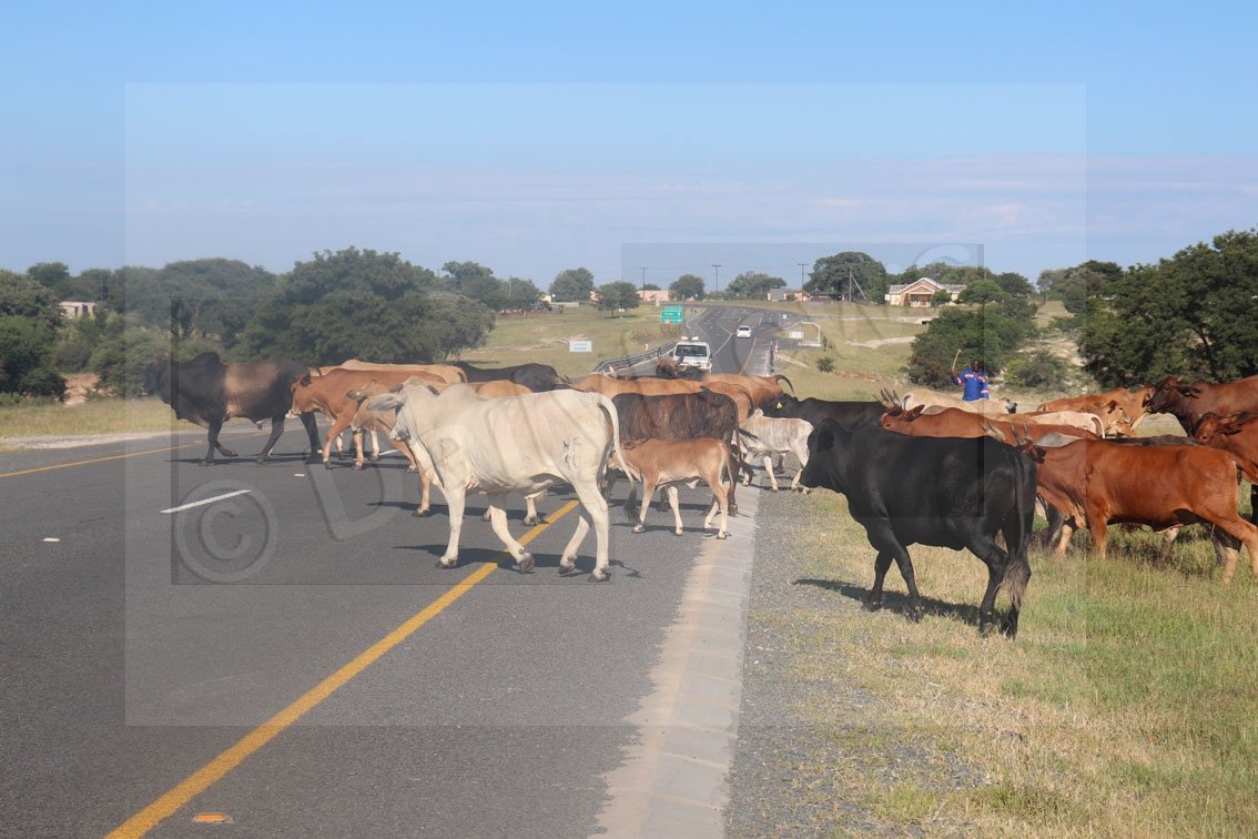 Phimolo keledi ga se tuelo