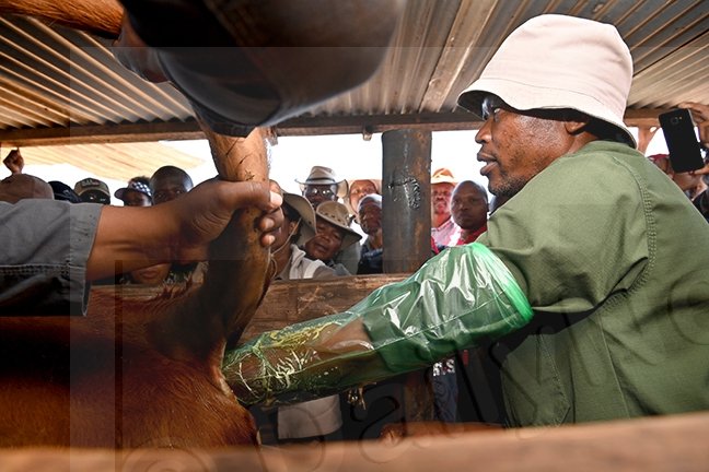 Artificial Insemination services benefit 591