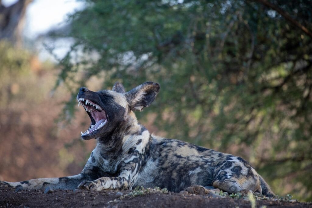 WATCH | Hope grows for Africa’s wild dogs