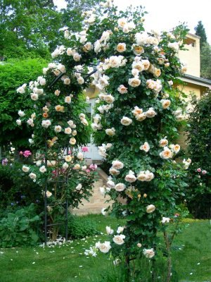 Romancing the garden