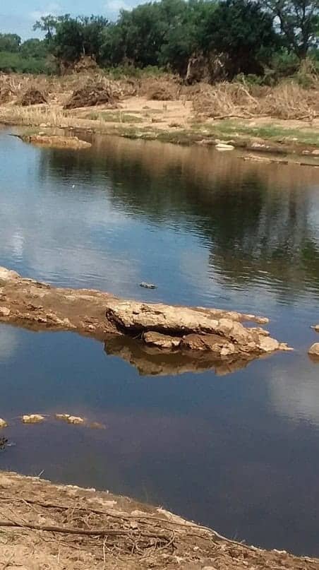 Limpopo man dies after croc attack