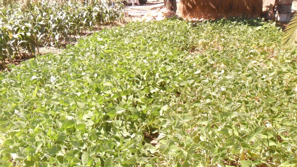 Payment frustrations push peri-urban farmers away from maize