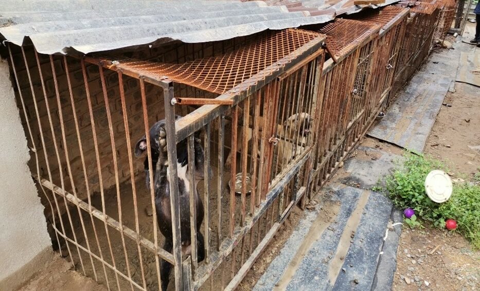 Pitbull breeder found guilty of animal cruelty after dogs found living in filth