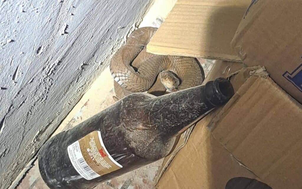 WATCH | Two dangerous snakes removed in dramatic KZN call-outs