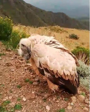 PICS | Cape Vulture rescue sparks race against time for survival