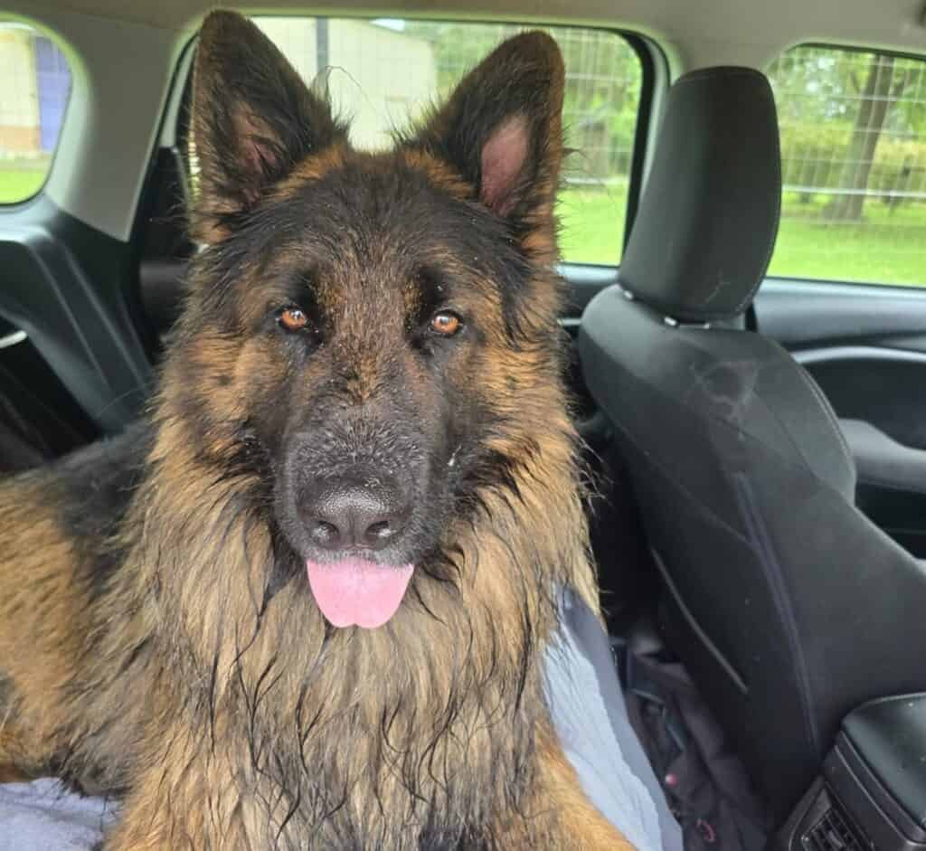 WATCH | Vix is adapting to life on 3 legs