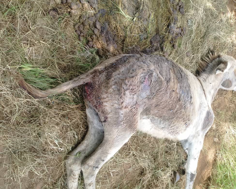 Residents clash after donkeys stabbed in dispute