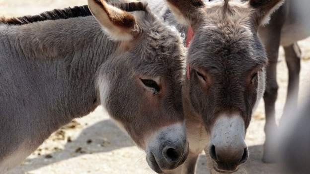 Stray donkeys, thieves wreak havoc in Old Pumula