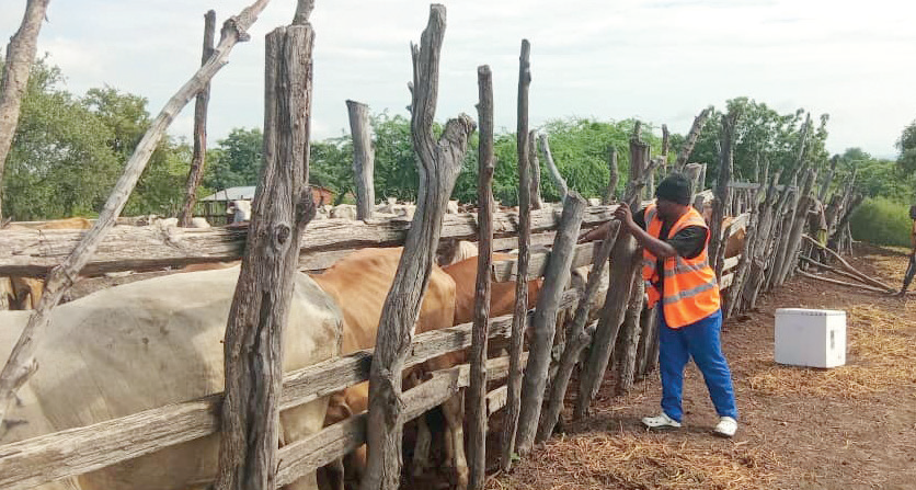 Apereka katemera wachigodola kwa ng’ombe