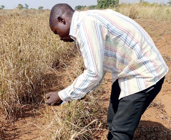 Farmers reclaim forgotten crops