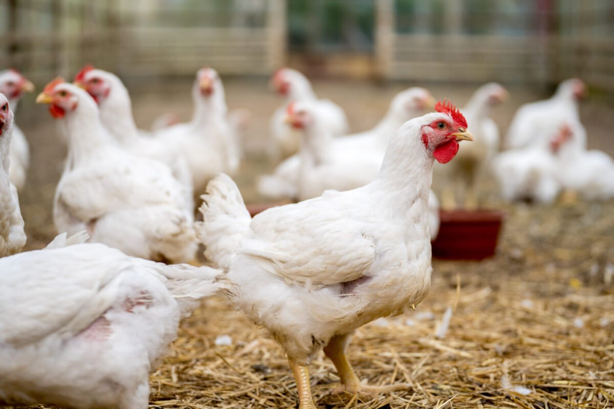 Nutrition and hygiene key to faster broiler growth