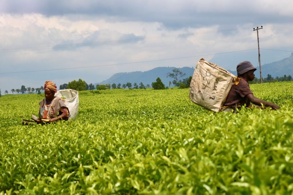 Ministry commends tea industry reforms