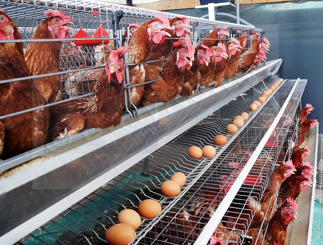 Poultry sector value doubles as