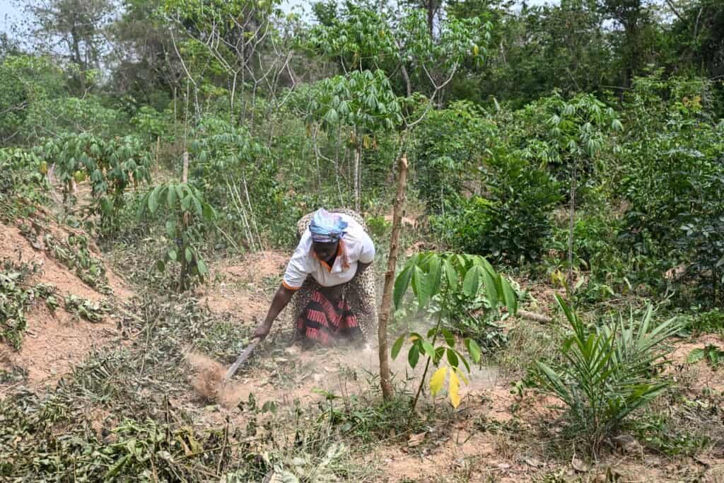Ivory Coast women tap newfound freedom as rubber farm owners