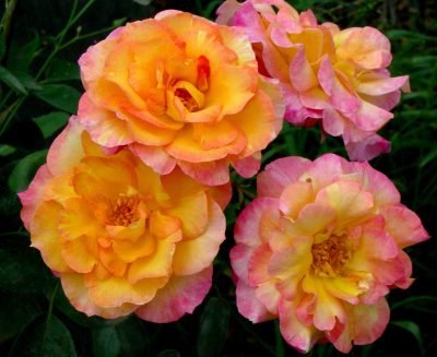 Roses with children at heart