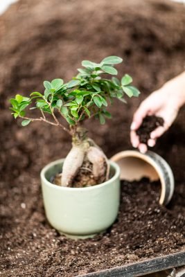 Collectable indoor trees that double as art