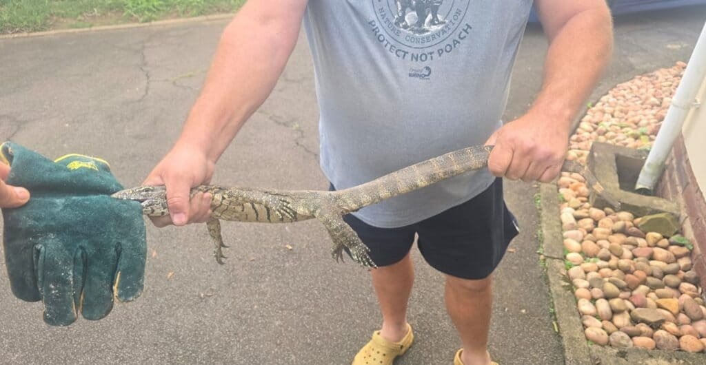 PICS | Black mamba more than two metres long found hiding in bird box