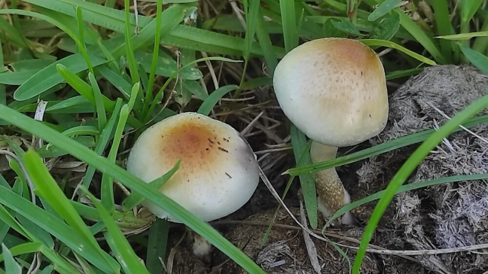 Spore secrets: African ‘magic mushroom’ finally reveals its origins
