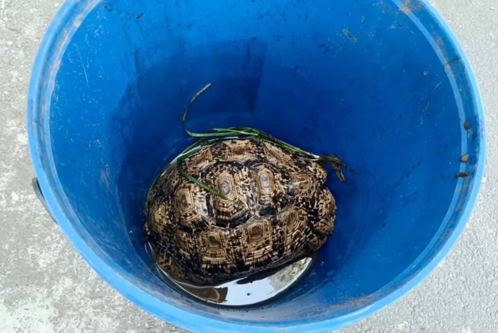 Leopard tortoise rescued from illegal roadside sale