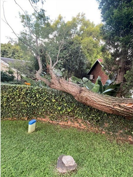 Tshwane promises better verge tree upkeep after Pretoria resident’s wall damaged