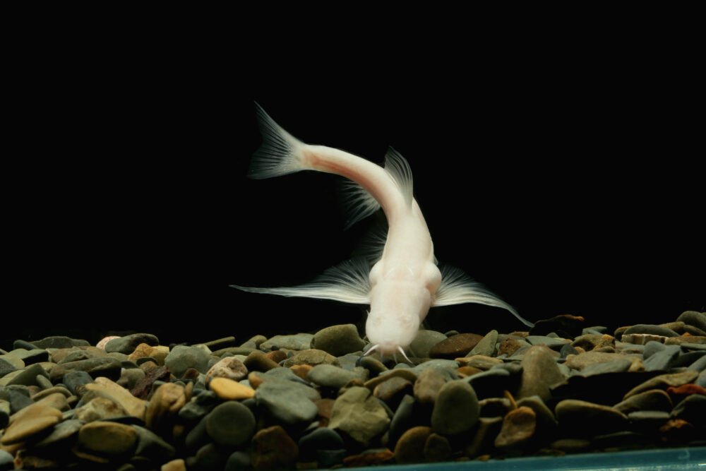 From Congo to China: 309 freshwater fish species uncovered last year