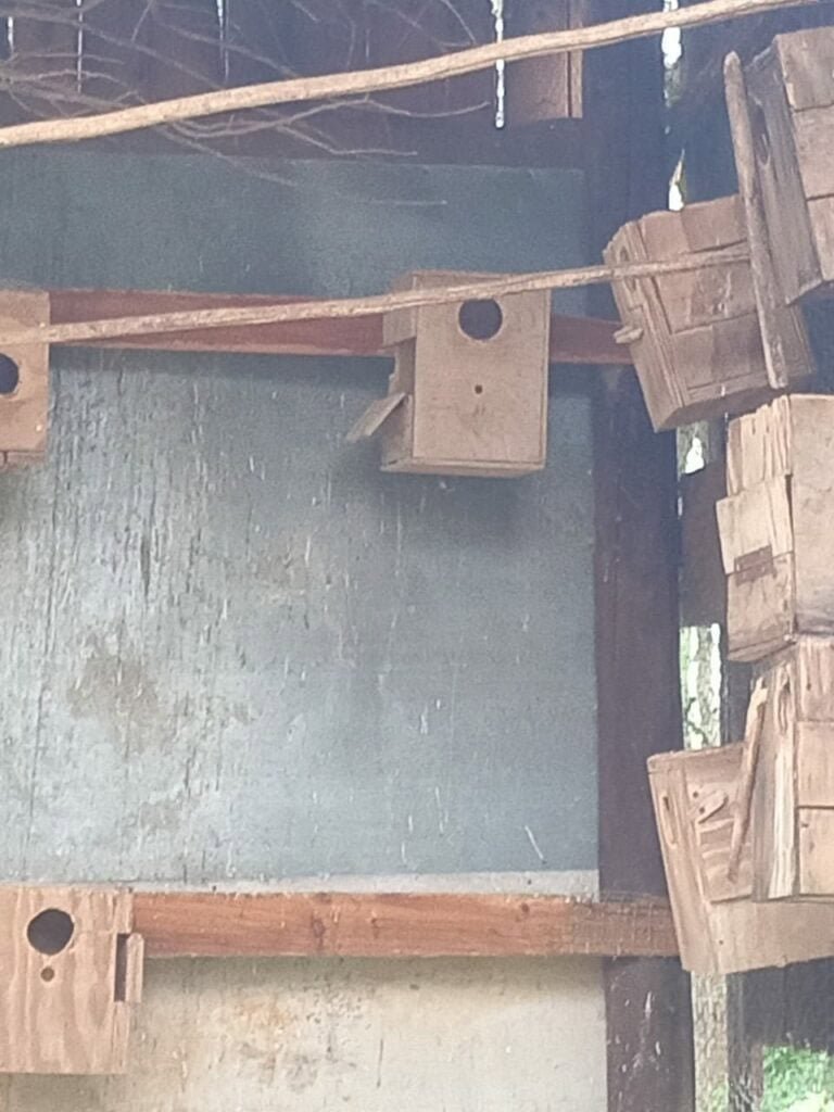 2m-long black mamba found in Pietermaritzburg