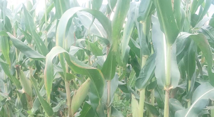 Mzimba DC moves to protect fresh maize