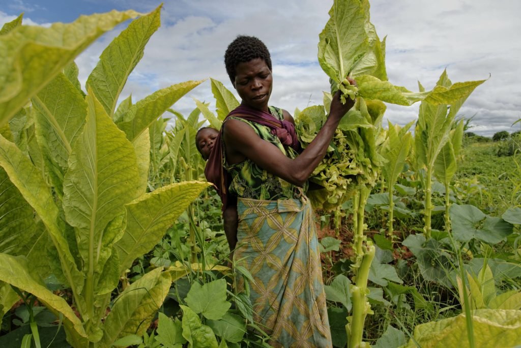 Tobacco farmers target demand