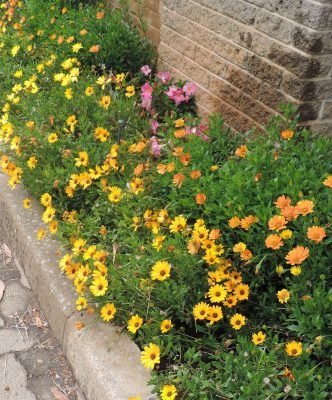 Sow some winter sunshine