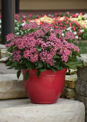 Autumn heroes of the garden