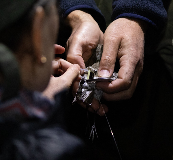 Tiny birds, vast journeys: Inside SA’s first shorebird tracking project